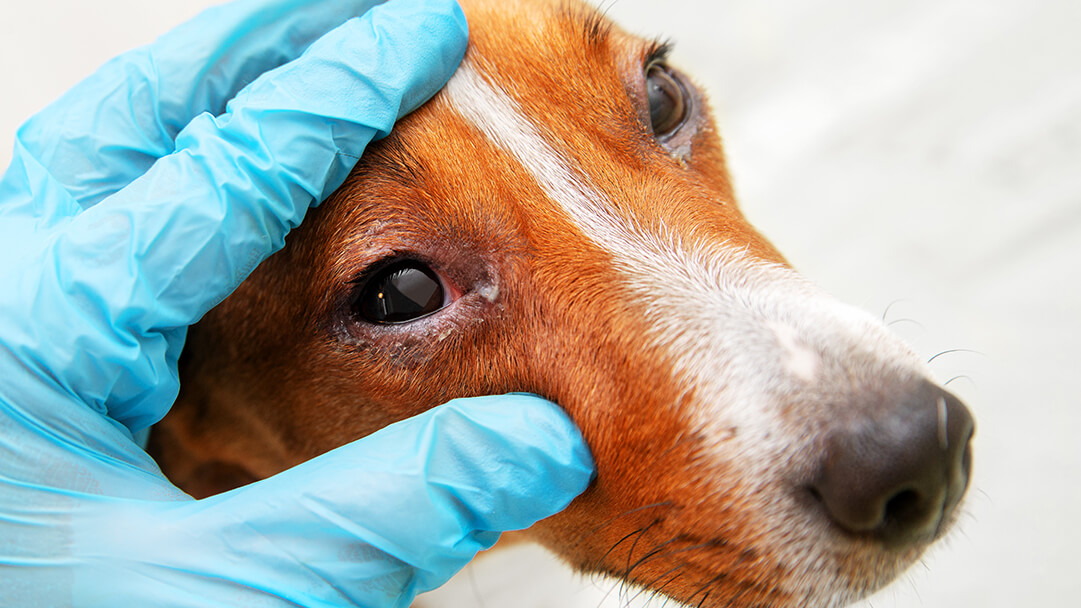 Dog eye shop conjunctivitis treatment